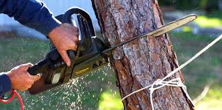 Professional Tree Services in Grand Canyon Village, AZ